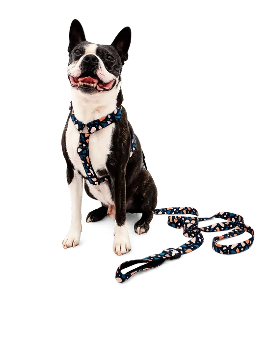Perro feliz usando accesorios de Somos Pepés